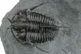 Devil Horned Cyphaspis Walteri Trilobite - Mrakib, Morocco #350513-3